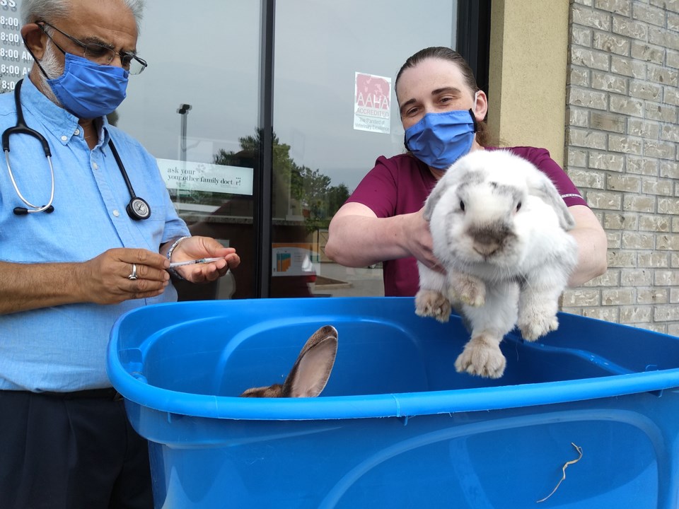 Rabbitats rabbit vaccine clinics